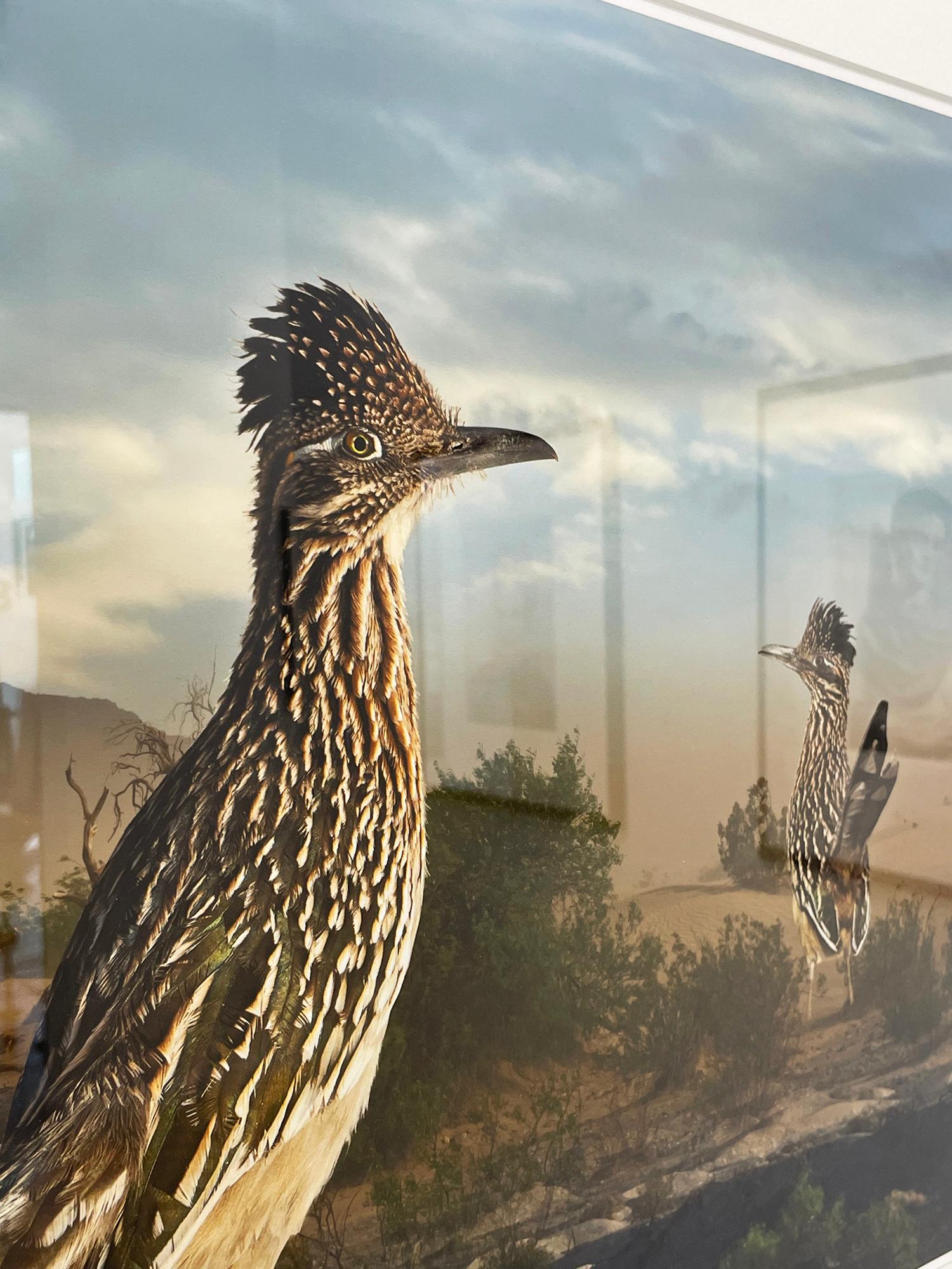 Greater Roadrunners von Cheryl Medow ist eine Farbfotografie in limitierter Auflage, die zwei Roadrunners inmitten einer dunstigen Landschaft zeigt. Das mit Sand gefüllte Gelände mit Wüstensträuchern führt zurück zu den Bergen in der Ferne. Die