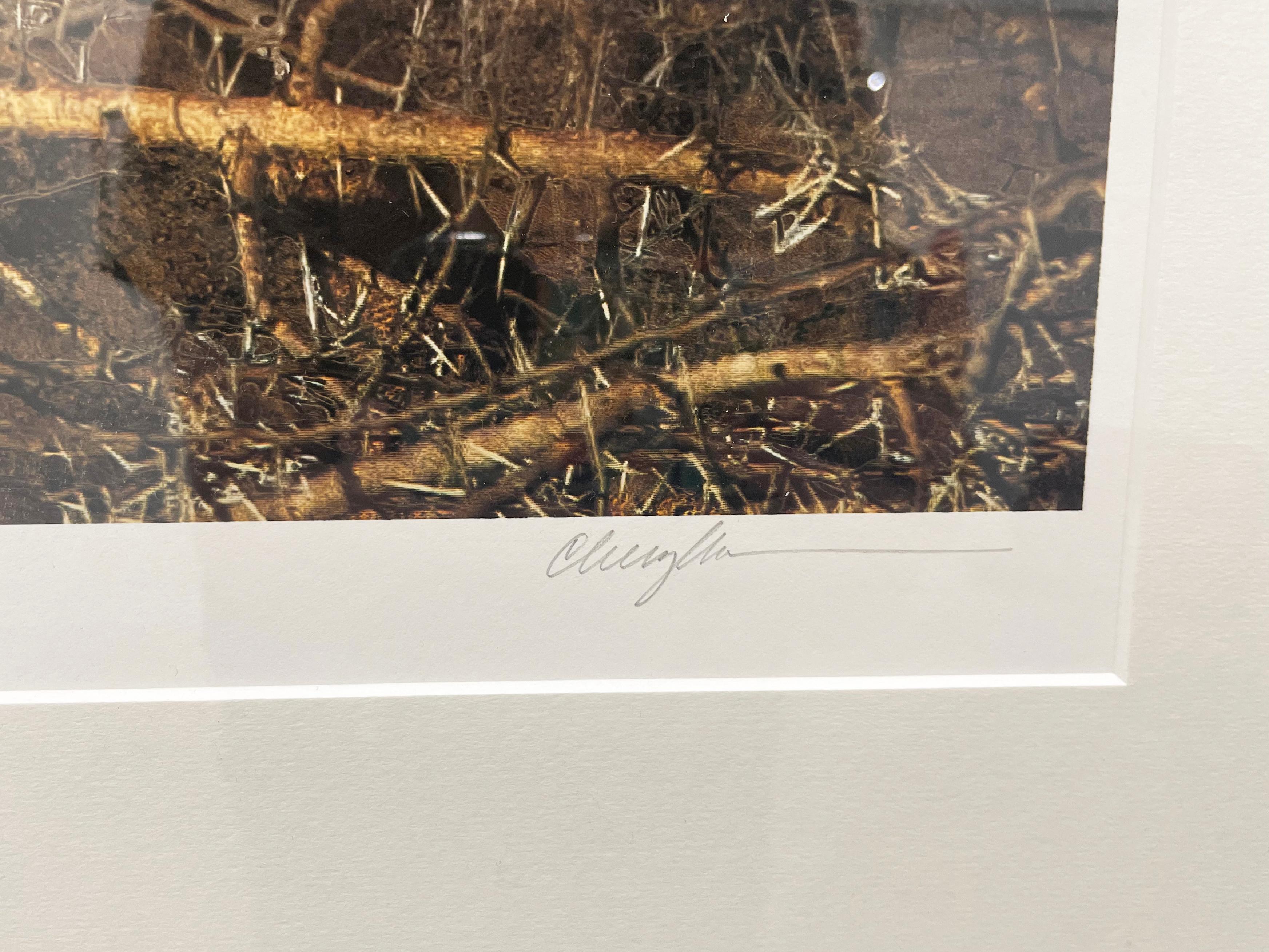 Graue gekrönte Kraniche – Farbfotografie in limitierter Auflage, Künstlerin als Frau, Vögel im Angebot 1