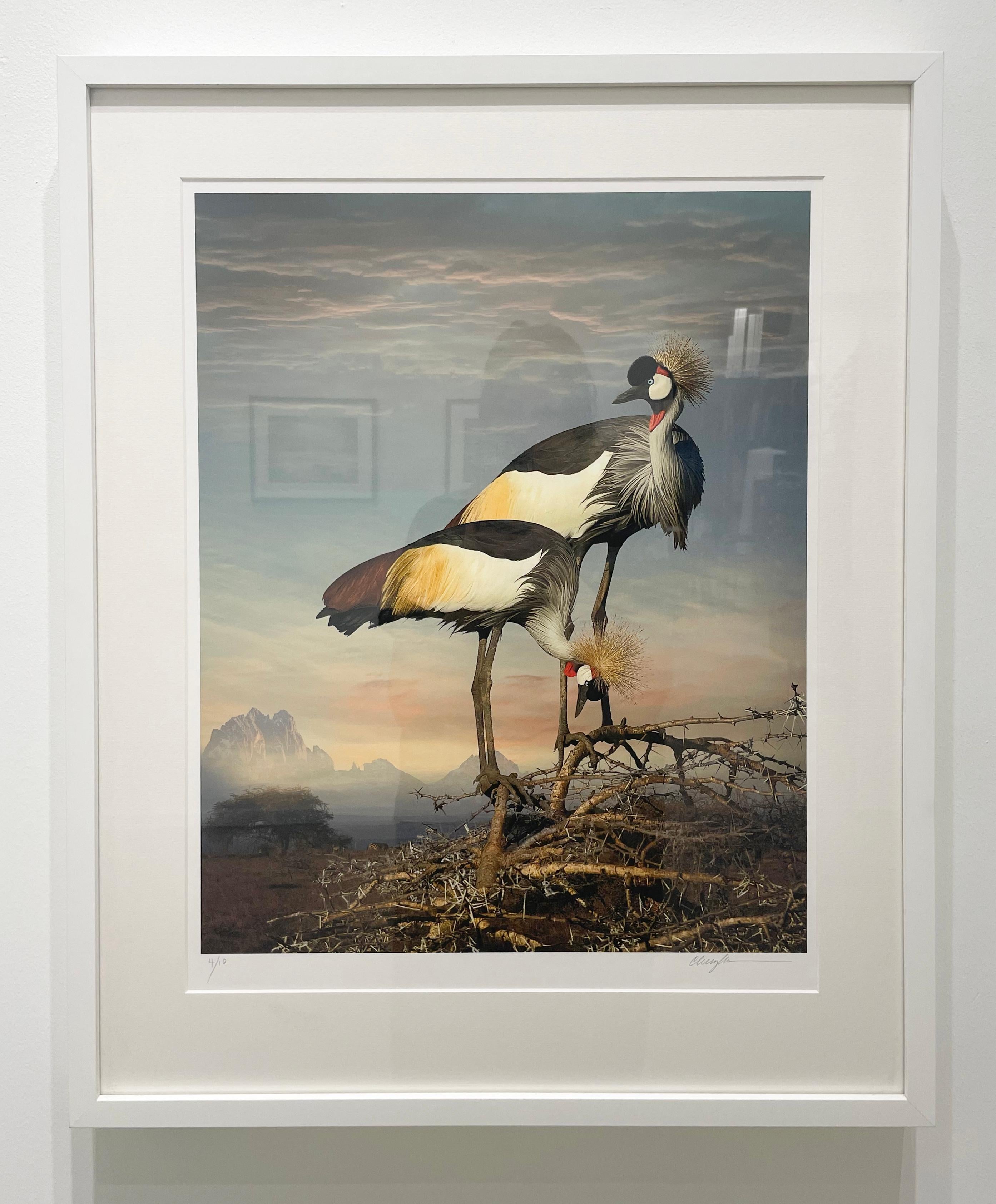 Grey Crowned Cranes - Limited Edition Color Photograph, Woman Artist, Birds For Sale 3