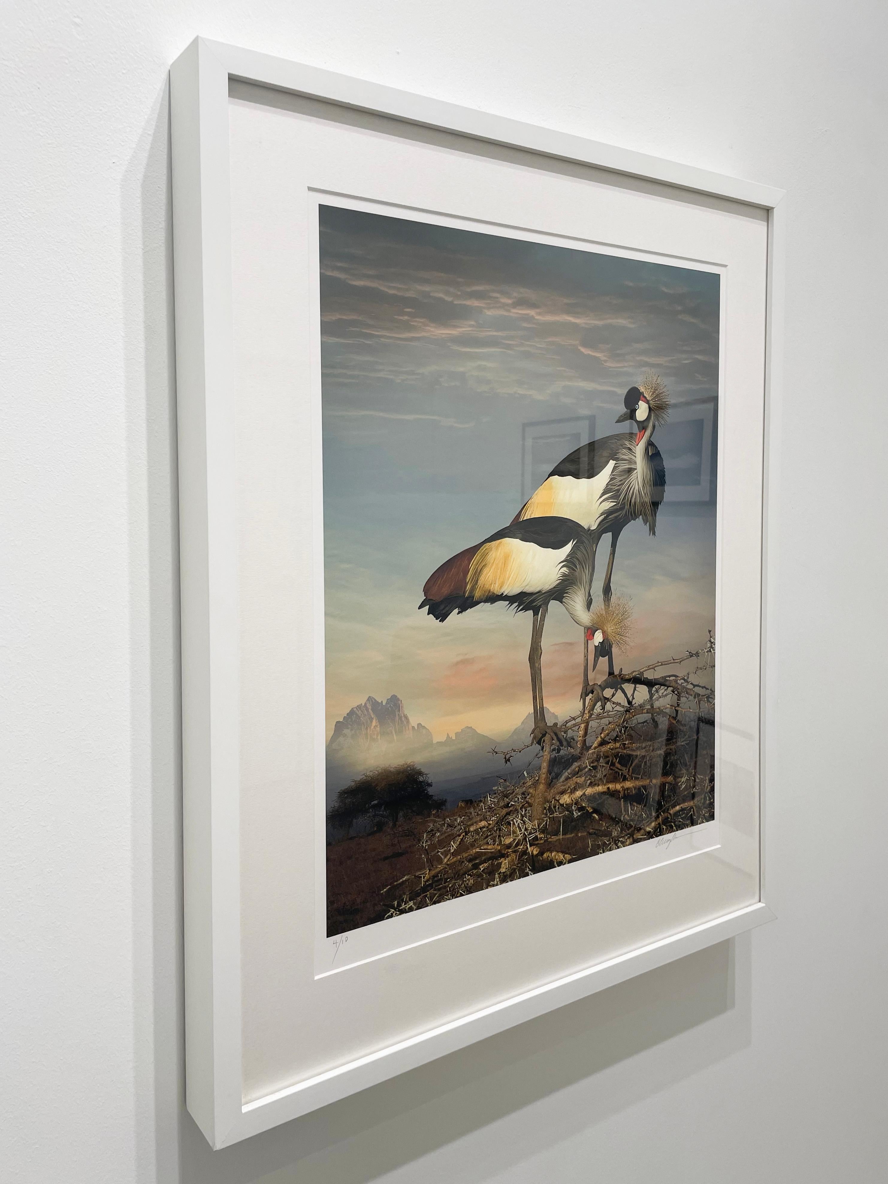 Grey Crowned Cranes - Limited Edition Color Photograph, Woman Artist, Birds For Sale 6