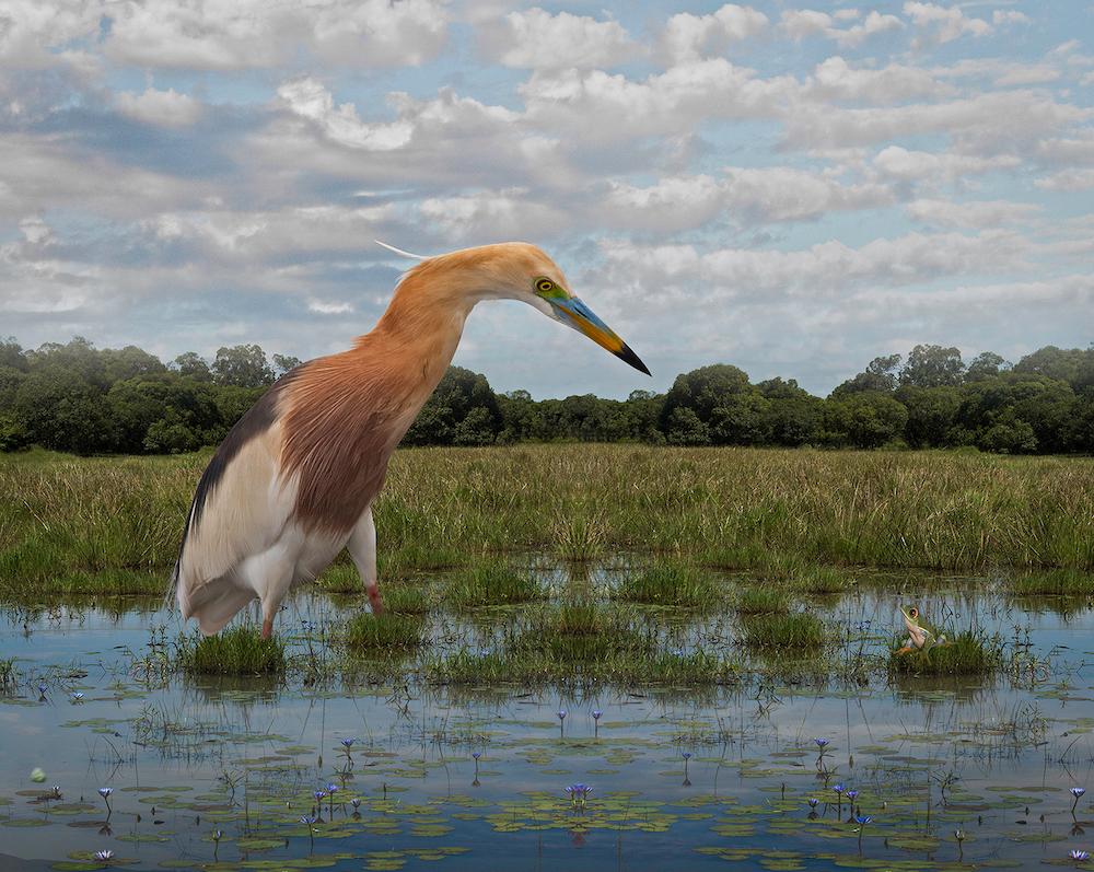 Java Heron Spies a Red-Eyed Tree Frog