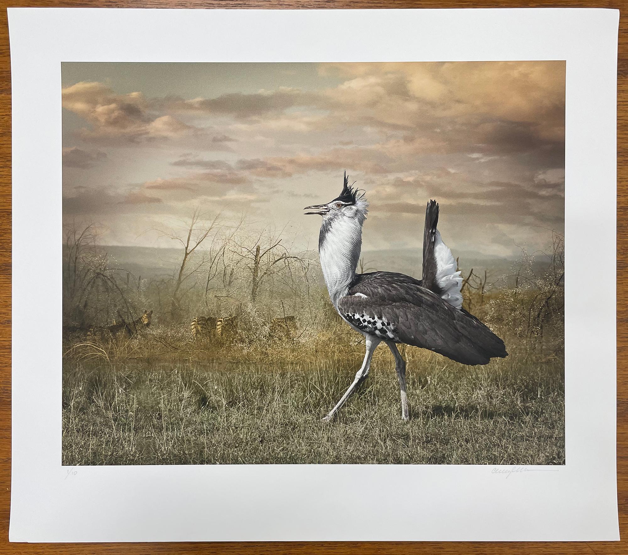 Kori Bustard And Zebras - Farbfotografie, Künstlerin, Vogel, Landschaft – Photograph von Cheryl Medow