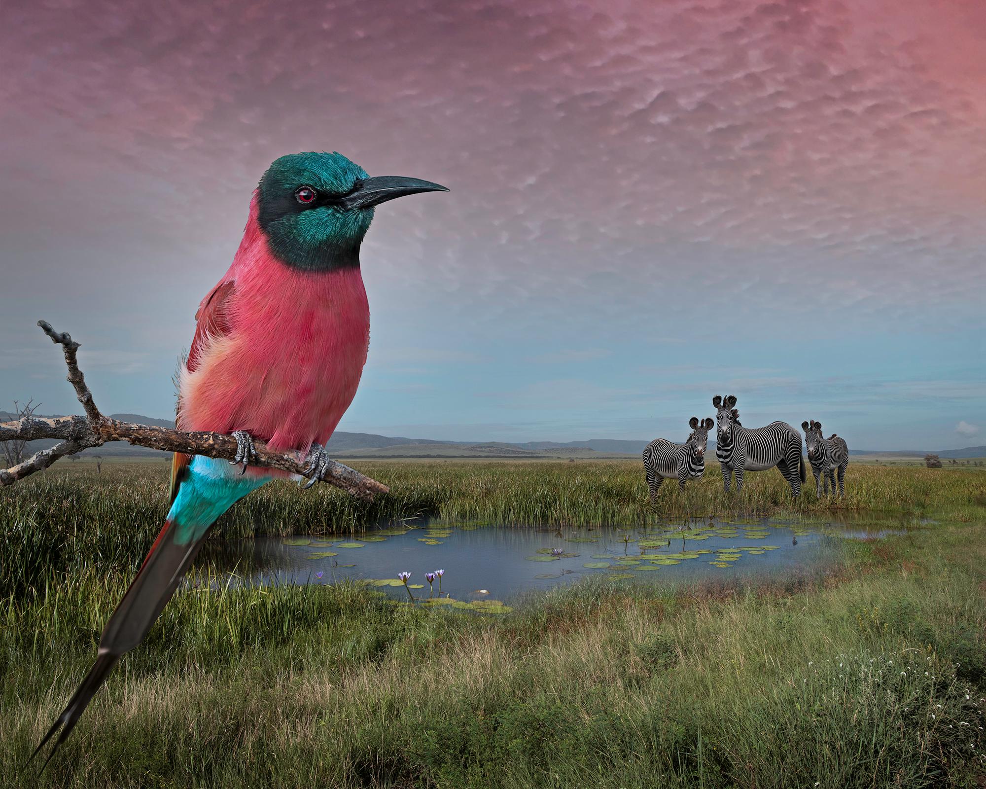 Northern Carmine Bee-Eater and Grevy's Zebra by Cheryl Medow, 2021