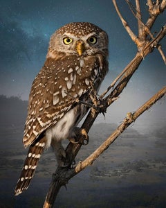 Pearl - Spotted Owlet - Color Photograph, Woman Artist, Bird, Portrait, Wildlife