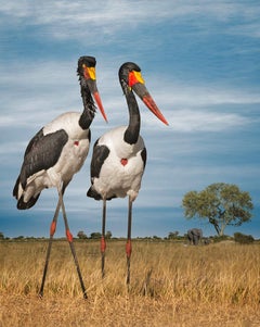 Saddle-billed Storks and Elephants