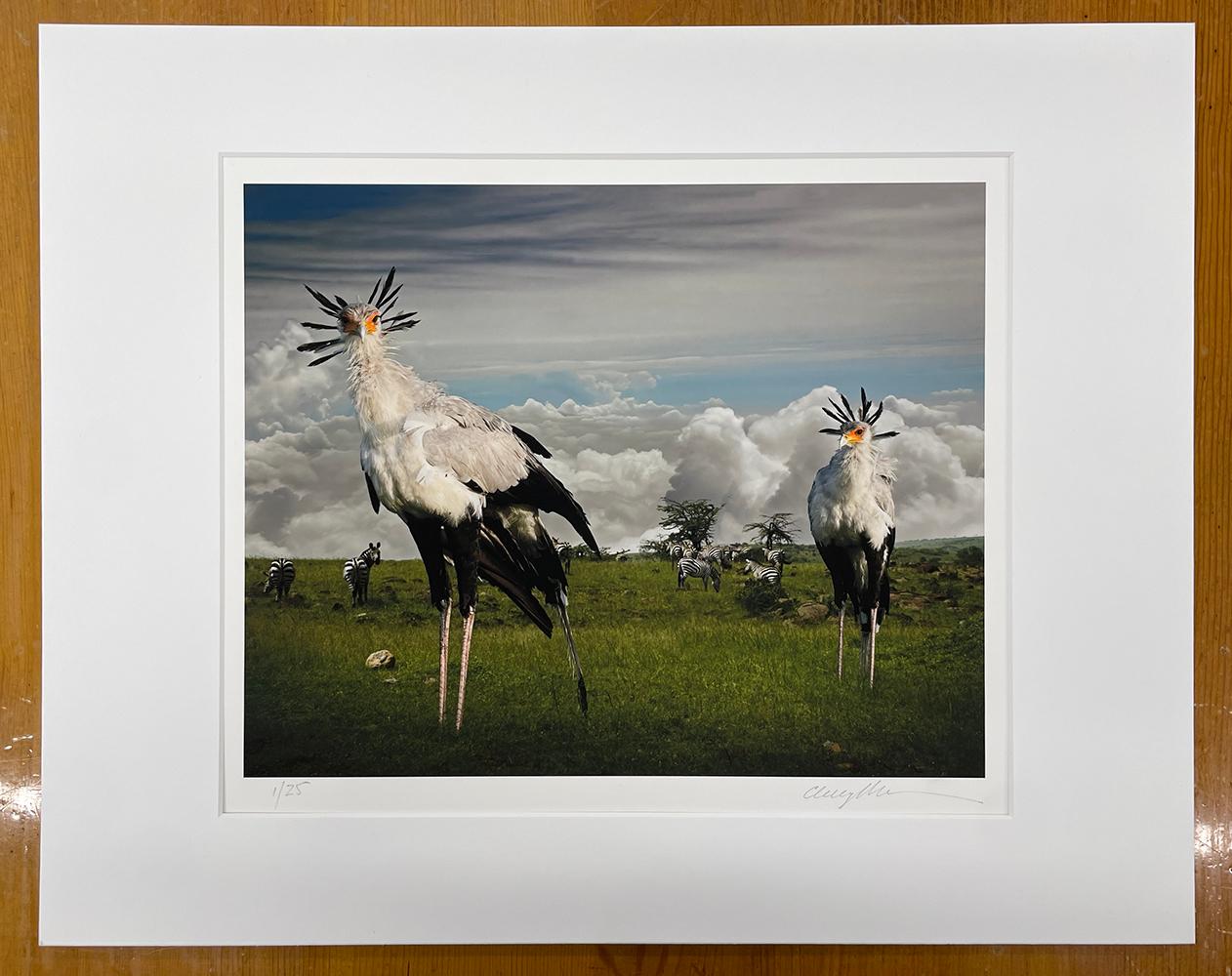 Secretarybirds - Wildtiere, Vögel, Landschaft, Zebras, afrikanische Tiere – Photograph von Cheryl Medow