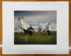 Secretarybirds - Wildlife, birds, landscape, zebras, African animals