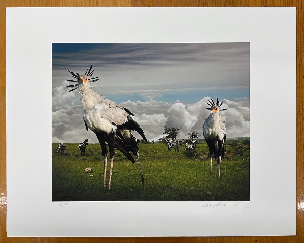 Secretarybirds - Wildtiere, Vögel, Landschaft, Zebras, afrikanische Tiere (Zeitgenössisch), Photograph, von Cheryl Medow