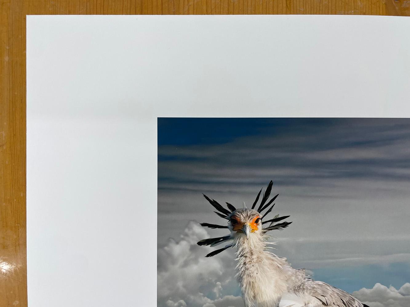 Secretarybirds - Wildtiere, Vögel, Landschaft, Zebras, afrikanische Tiere (Grau), Figurative Photograph, von Cheryl Medow