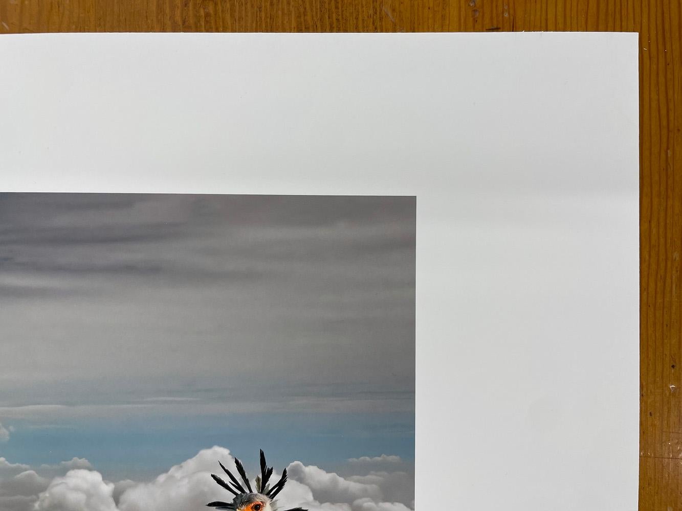 Das Bild Secretarybirds von Cheryl Medow zeigt zwei große Sekretärinnen auf einer grünen Wiese, die die Landschaft dominieren. Im Hintergrund ist eine Zebraherde zu sehen, von der eines über die Schulter zu den hoch aufragenden Vögeln schaut.