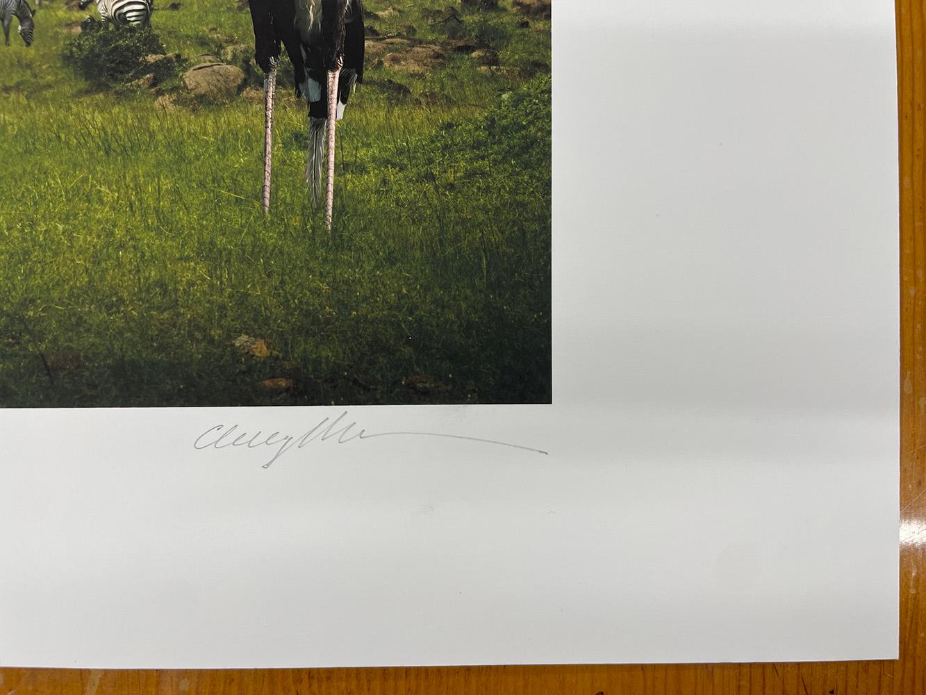 Secretarybirds - Wildtiere, Vögel, Landschaft, Zebras, afrikanische Tiere im Angebot 1