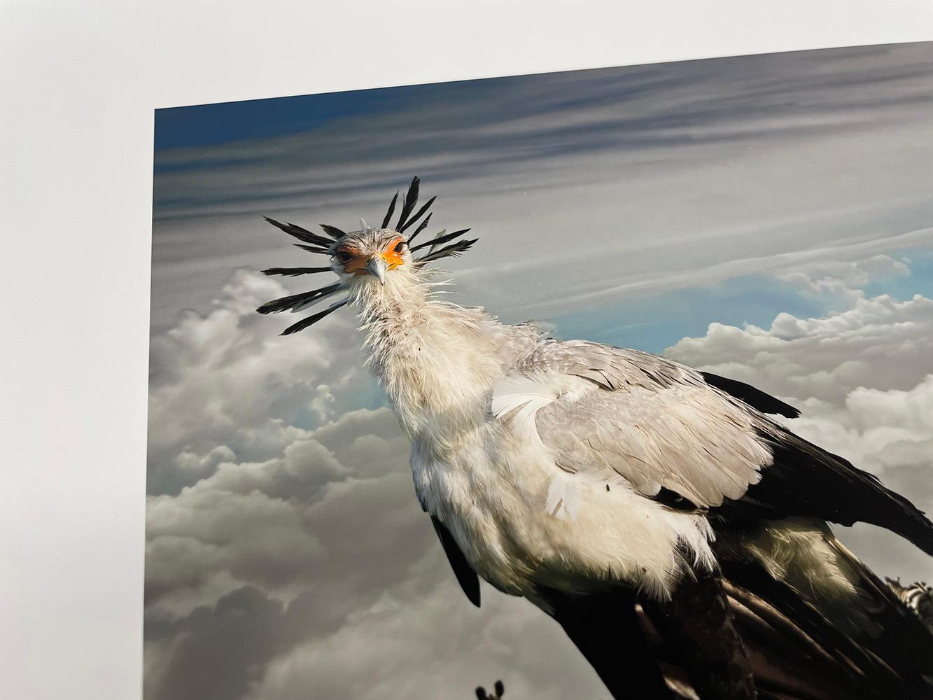 Secretarybirds - Wildtiere, Vögel, Landschaft, Zebras, afrikanische Tiere im Angebot 3