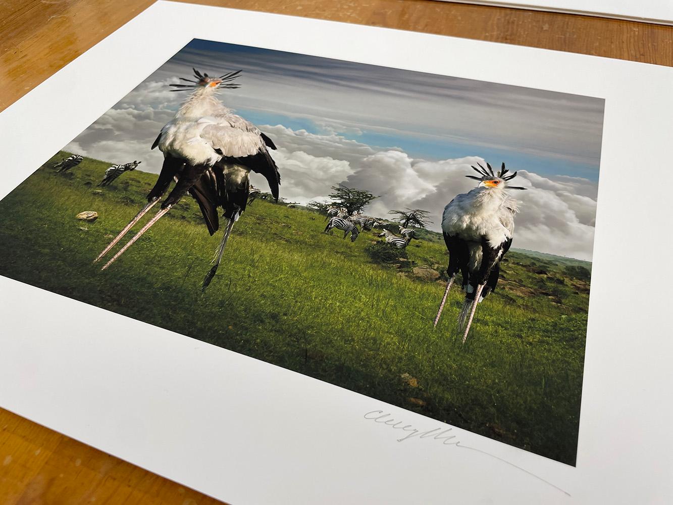 Secretarybirds - Wildtiere, Vögel, Landschaft, Zebras, afrikanische Tiere im Angebot 4