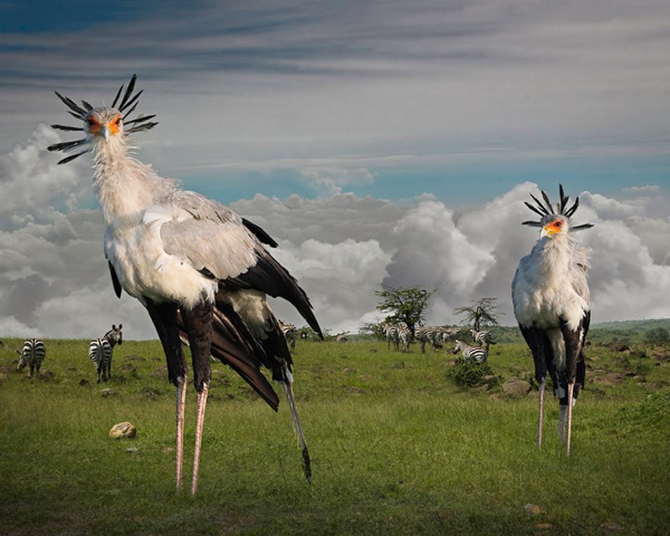 Secretarybirds - Wildtiere, Vögel, Landschaft, Zebras, afrikanische Tiere