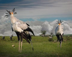 Secretarybirds - Wildlife, birds, landscape, zebras, African animals