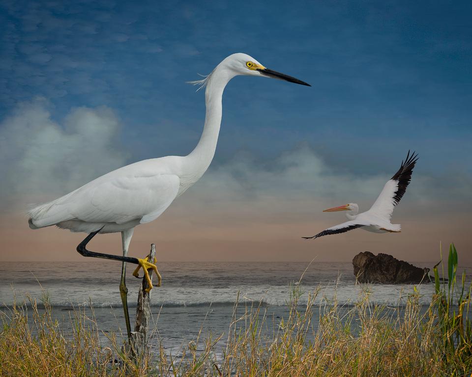 Cheryl Medow Landscape Photograph - Snowy Egret and a Pelican