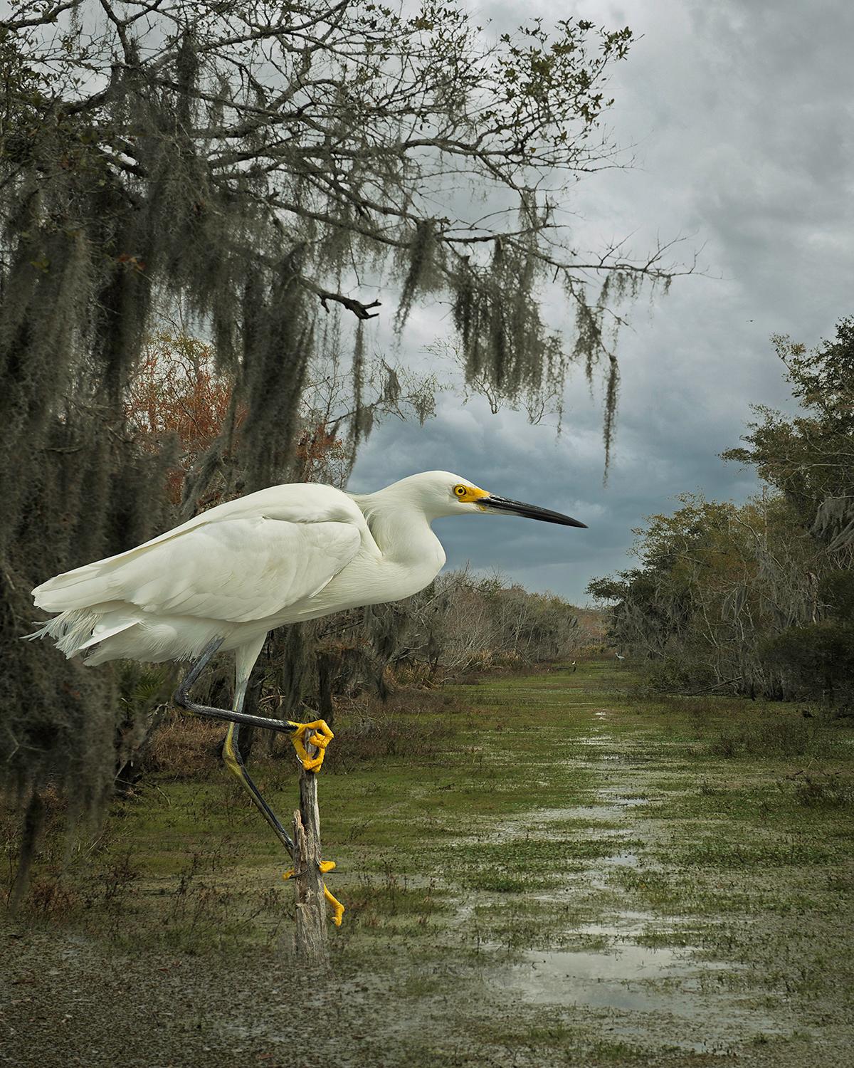 Schneewittchen Egret in der Bayou - Weißer Vogel, Landschaft, Tier, Waldgebiet, Swamp, Wetland