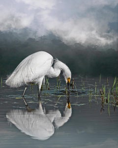Snowy Egret Reflection - Color Photograph, Bird, Water, Nature, Woman Artist