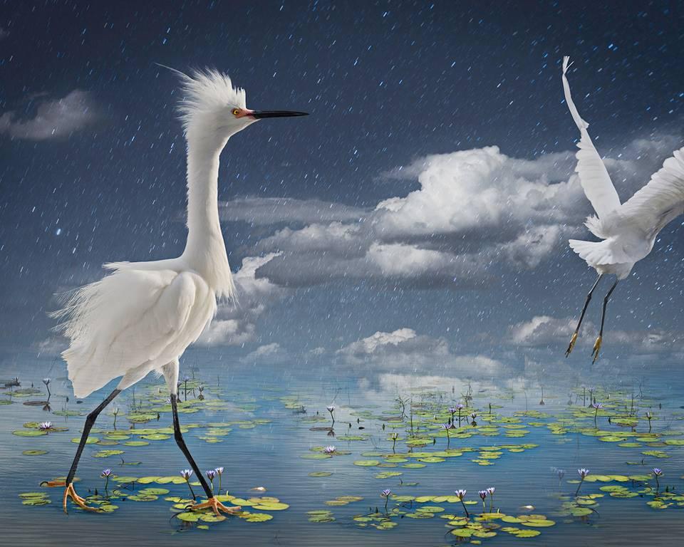 Cheryl Medow Figurative Photograph - Snowys and Lily Pads