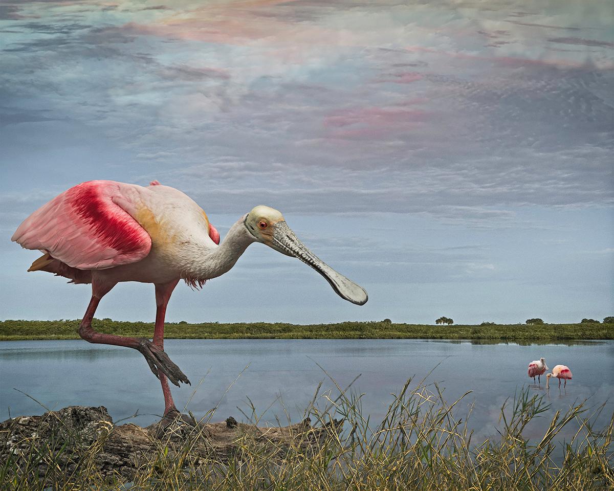 Spoonbills at the Lagoon by Cheryl Medow is a 16 x 20 inch archival pigment print. This photograph features a large spoonbill bird walking on a log in front of a body of water. 
The paper size is 21 x 24 inches, the image size is 16 x 20