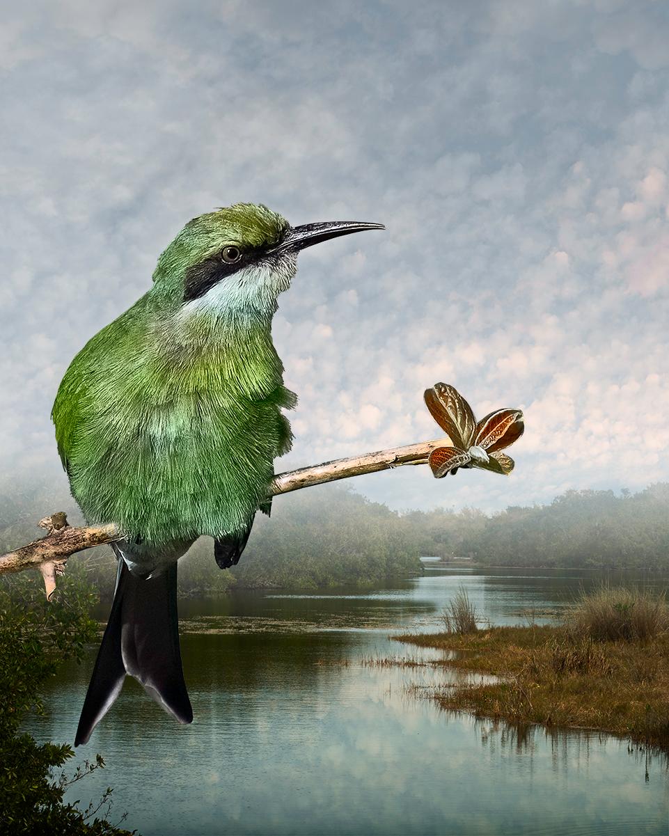 Cheryl Medow Color Photograph – Swallow-schwanzförmiger Bienenkäfig auf einem Poison Ivy Branch, aus der Envisioning Habitat Series