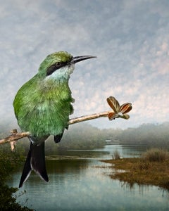 Swallow-tailed Bee-eater on a Poison Ivy Branch, from Envisioning Habitat Series