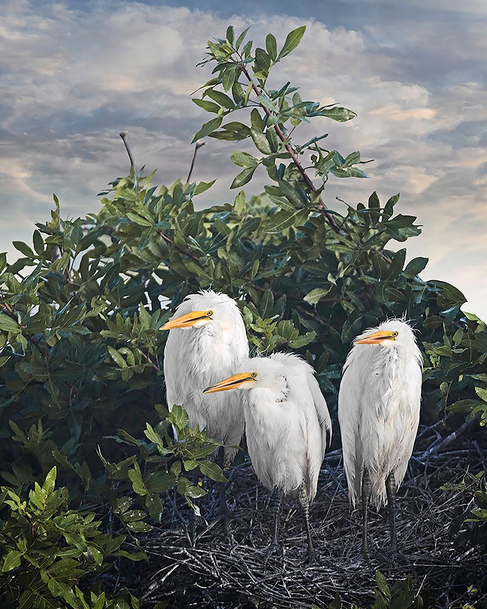 Three Great Egret Chicks by Cheryl Medow is a 25 x 20 inch archival pigment print, available in an edition of 10. The sheet size is 25 x 20 inches, and the image size is 20 x 16 inches.
This photograph features three white egret chicks standing in