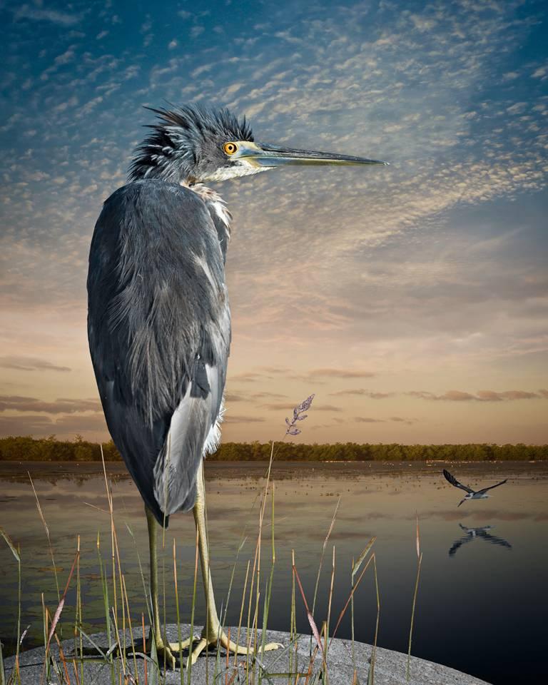 Cheryl Medow Figurative Photograph - Tri-Colored Heron and A Skimmer