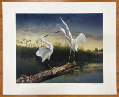 Two Snowys - Color Photograph, Woman Artist, Birds, Landscape