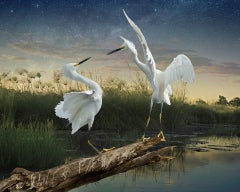 Two Snowys - Color Photograph, Woman Artist, Birds, Landscape