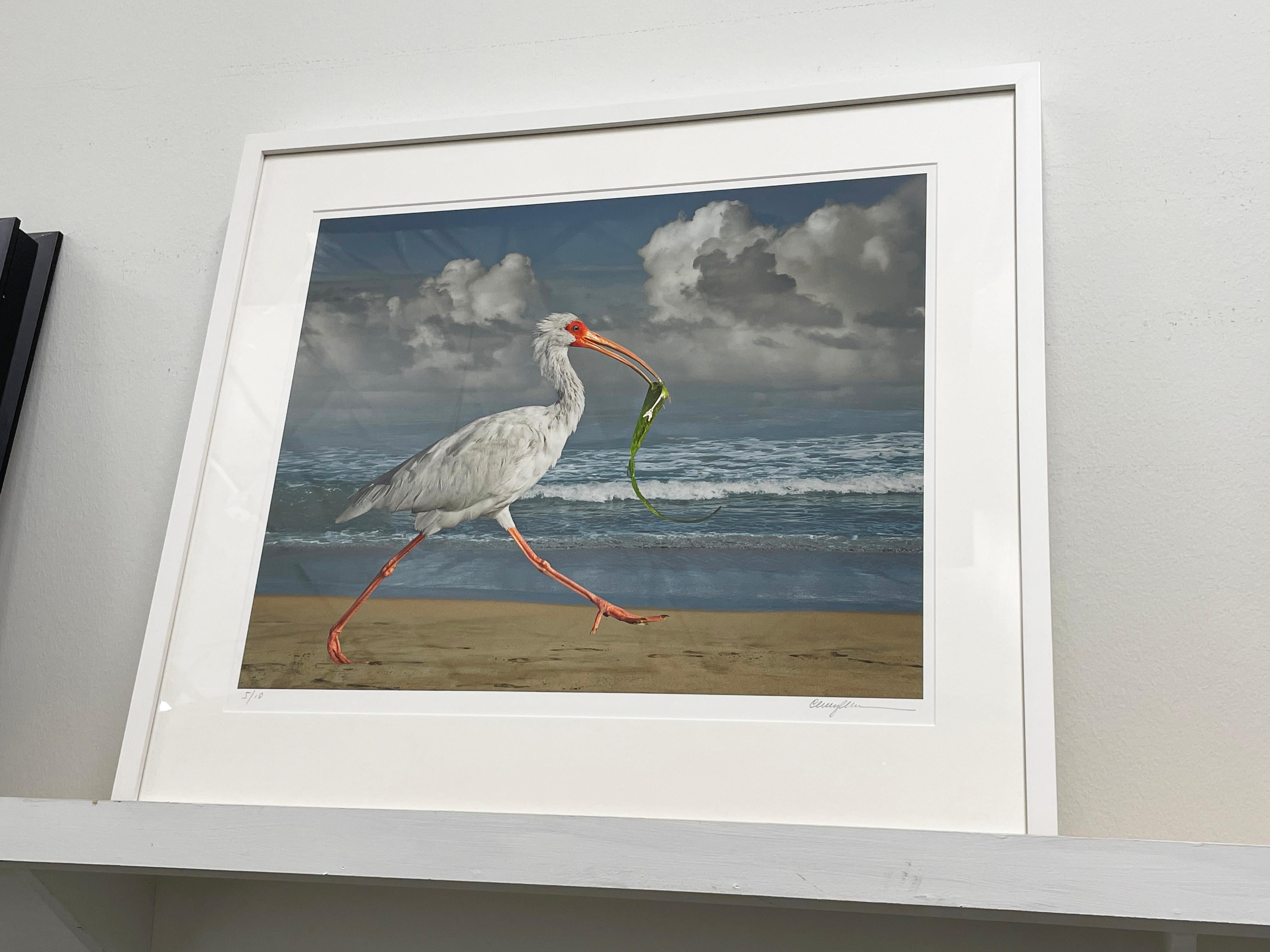 Weißer Ibis mit Fischen von Cheryl Medow, 2014, Archivalischer Pigmentdruck, Fotografie im Angebot 1