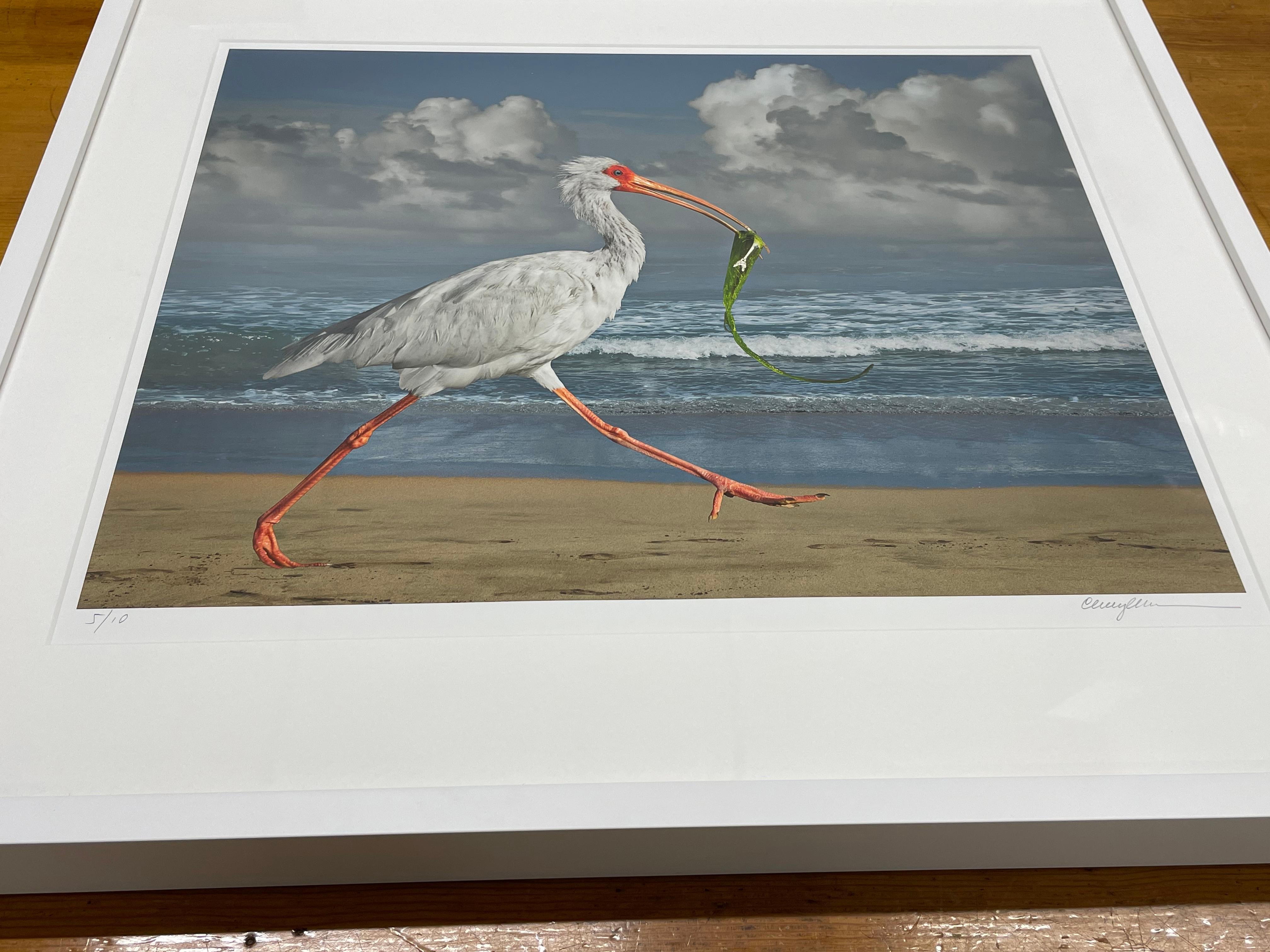 White Ibis With Fish by Cheryl Medow, 2014, Archival Pigment Print, Photography For Sale 3