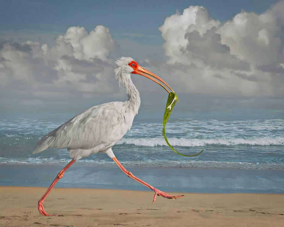 White Ibis With Fish by Cheryl Medows depicts a white bird carrying a green fish in it's beak. The bird walks along the sandy shore, with the open ocean in the distance.
This photograph is listed as a 16 x 20 inch archival pigment print, with the