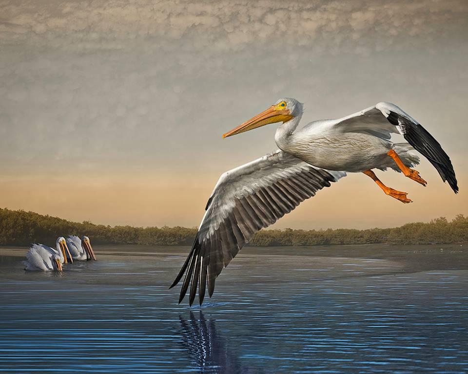 Cheryl Medow Color Photograph – Weiße weiße Pelikanen am Morgen