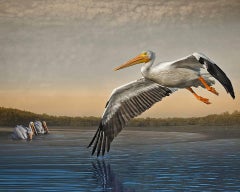 White Pelicans at Dawn