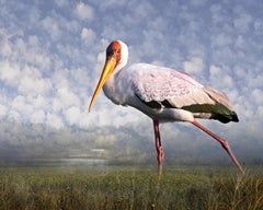 Yellow-billed Stork Strolling, from the series, Envisioning Habitat - Bird