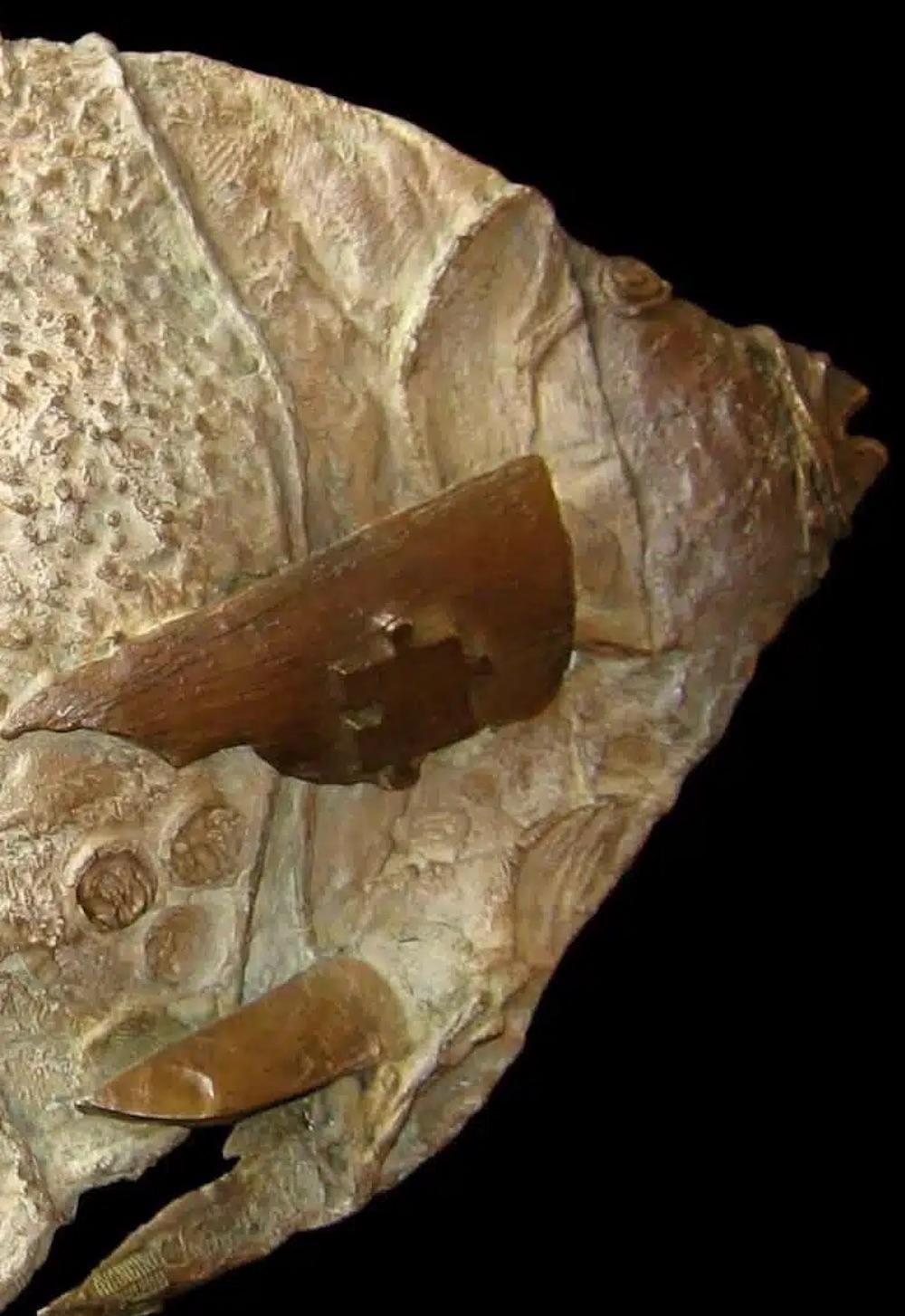 Exotischer Fisch mit Muschel von Chésade - Bronzeskulptur, Tierkunst, Meerestiere im Angebot 4