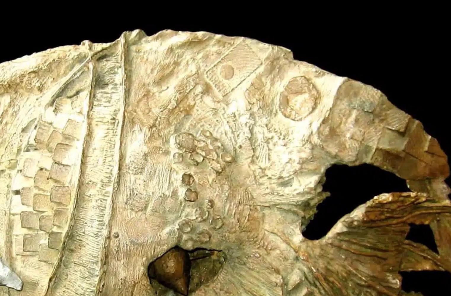 Exotischer Fisch mit Muschel von Chésade - Bronzeskulptur, Tierkunst, Meerestiere im Angebot 5