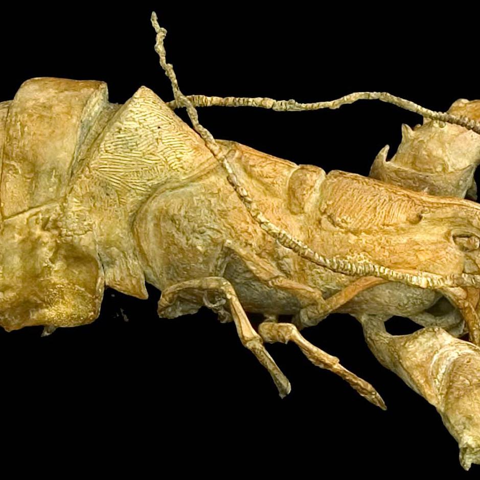 Hummer im Panzer von Chésade - Bronzeskulptur, Meeresleben, Tierkunst, realistisch im Angebot 2