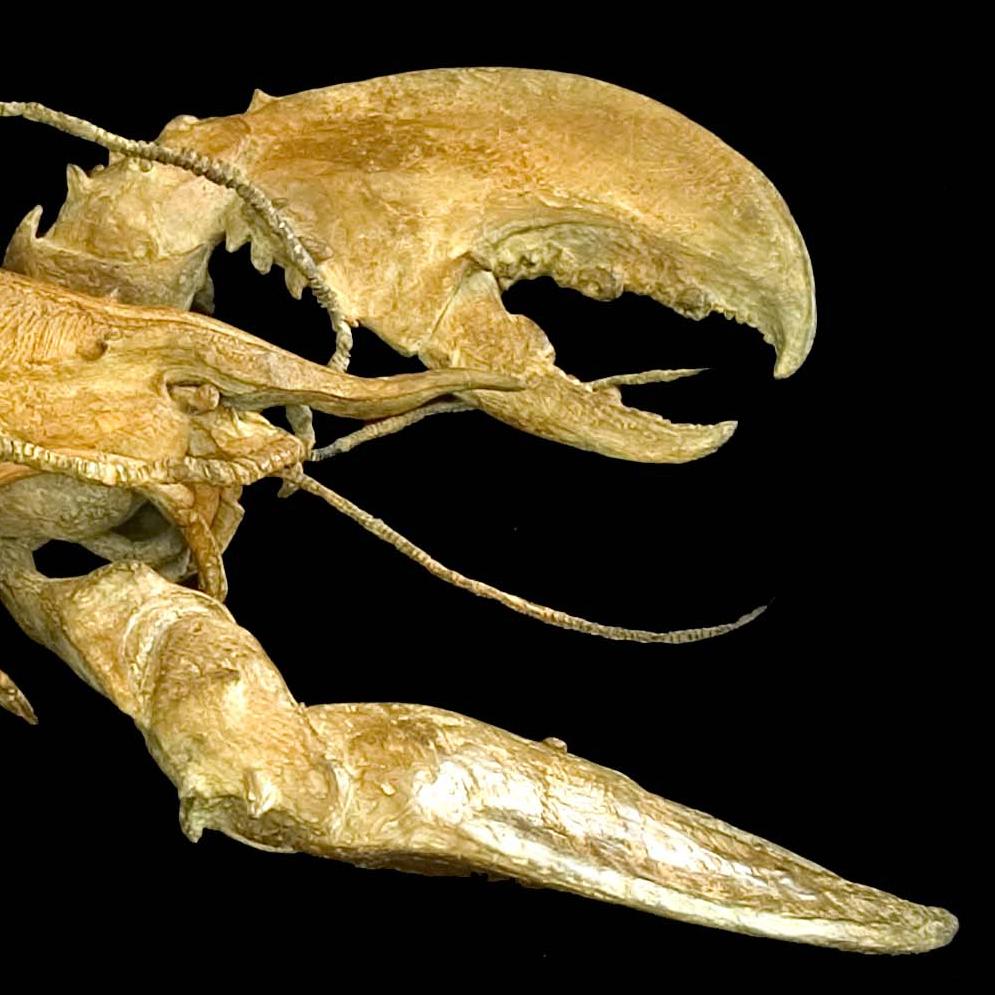 Langosta con armadura by Chésade - Escultura de bronce, vida marina, arte animal, realista en venta 3