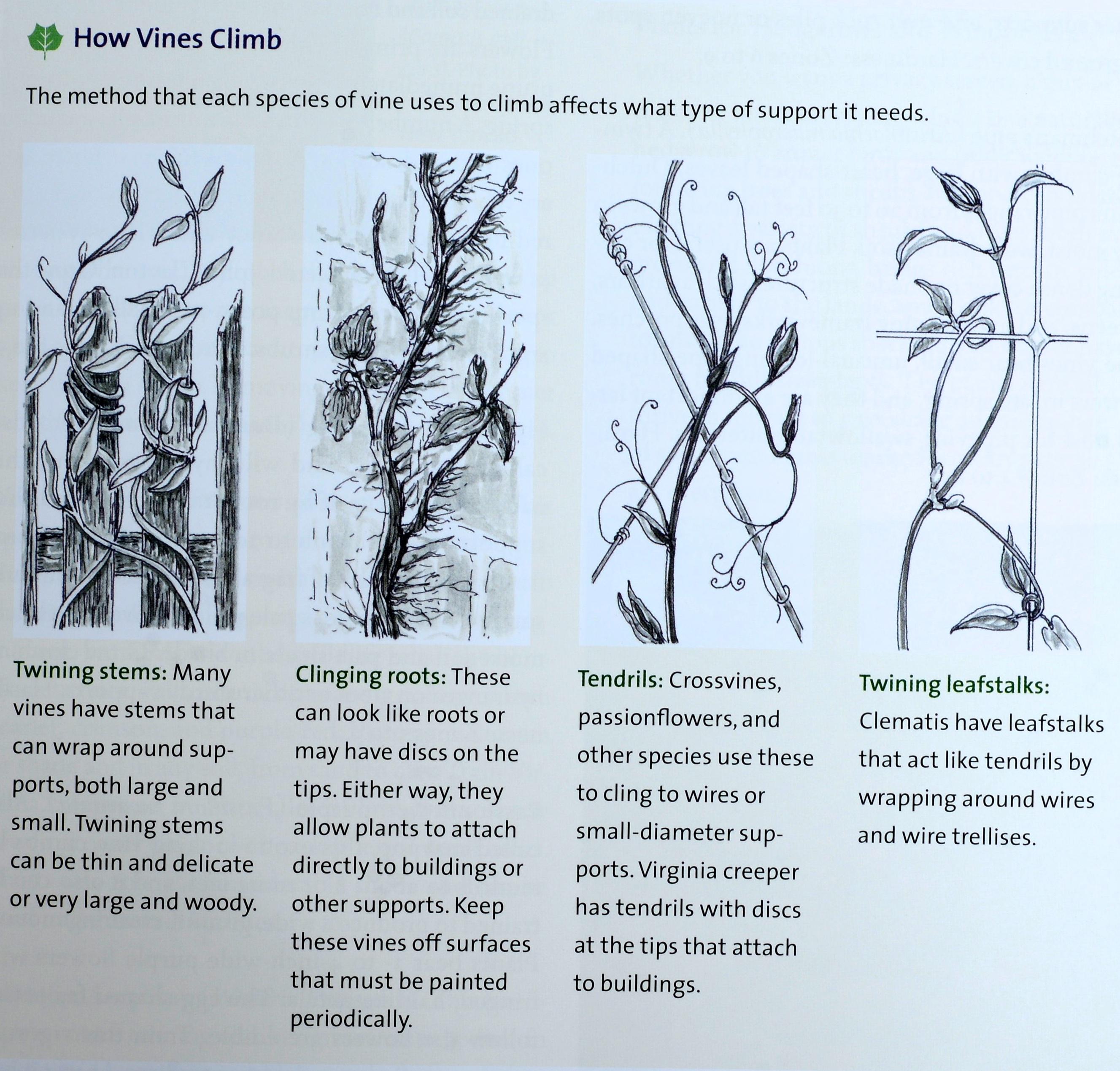 Chesapeake Gardening and Landscaping par Barbara W. Ellis, 1ère édition certifiée. en vente 8