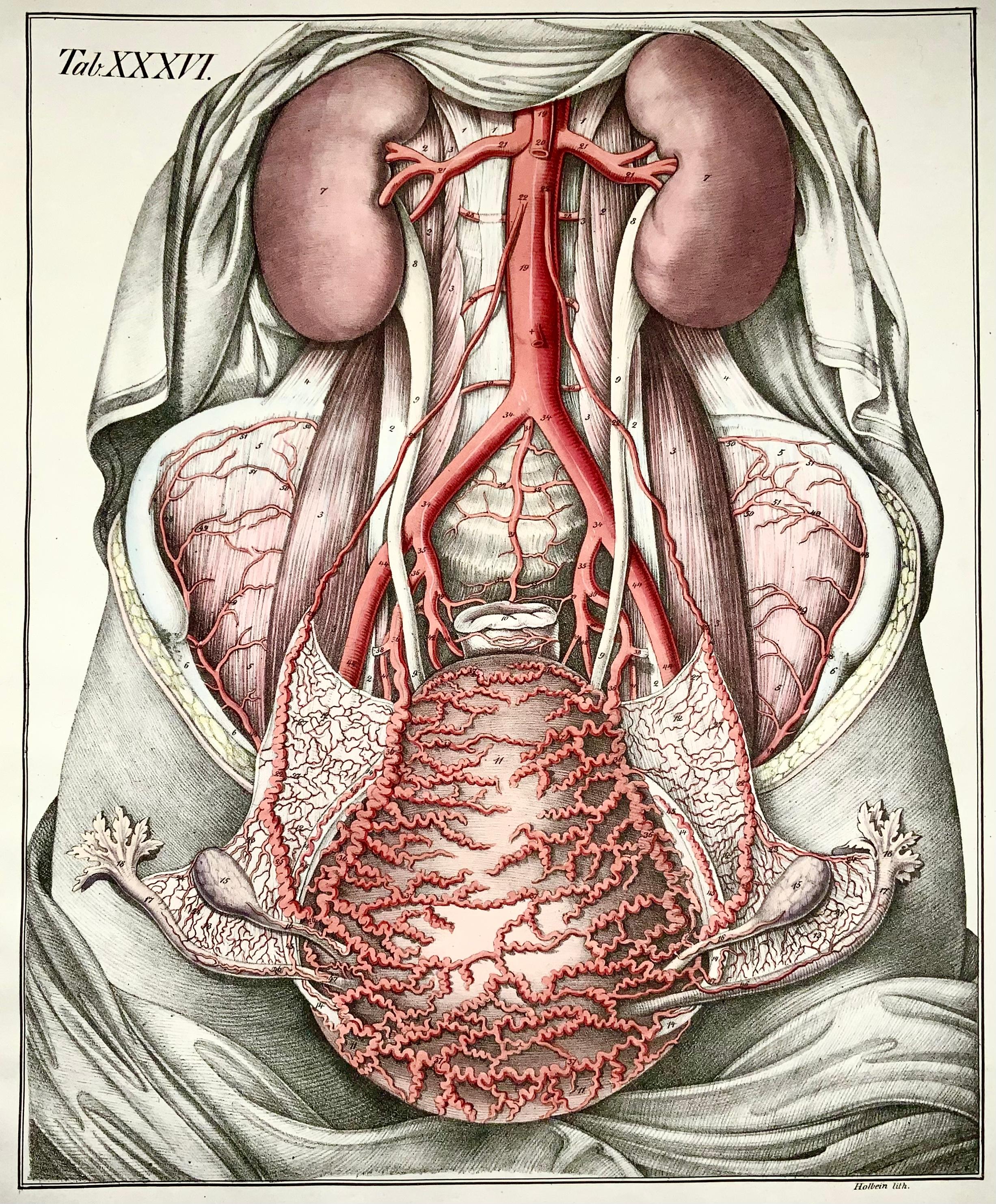organs in chest