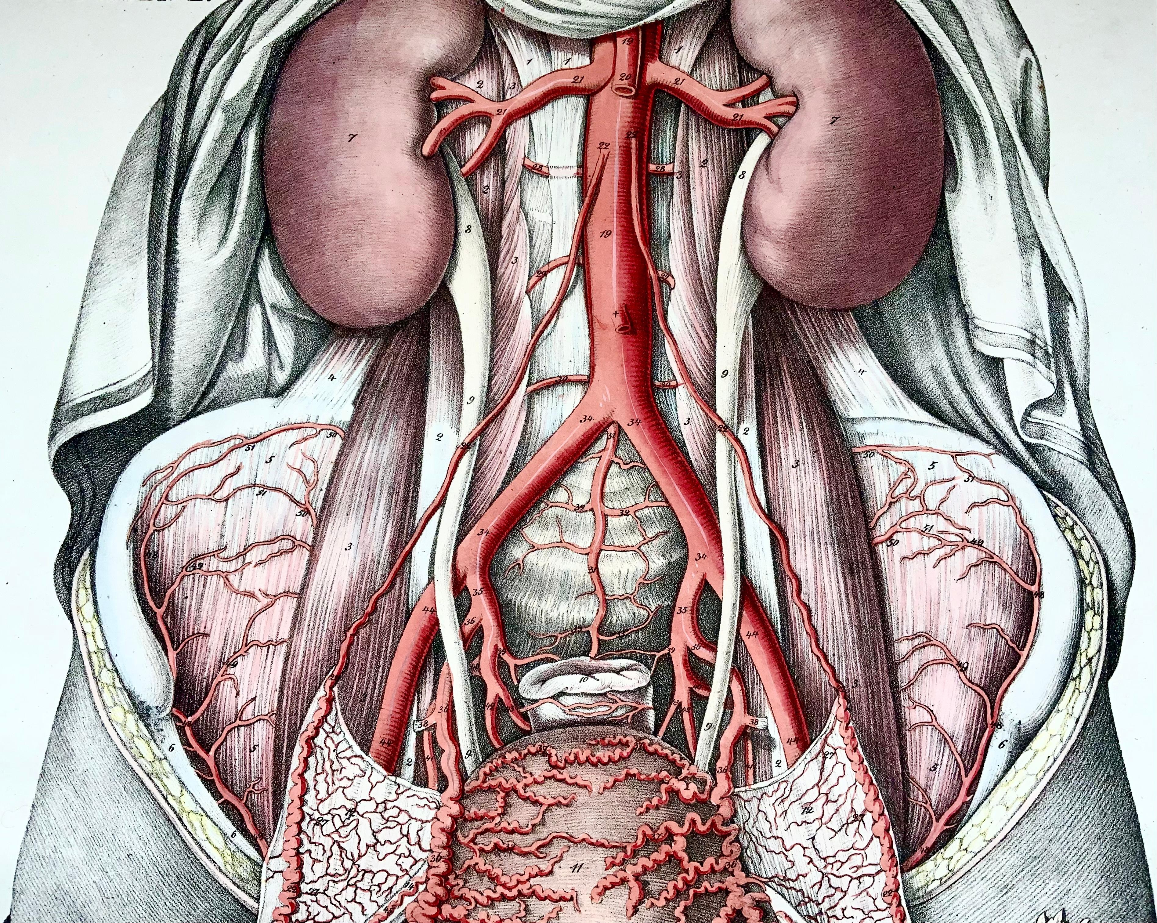 organs in the chest