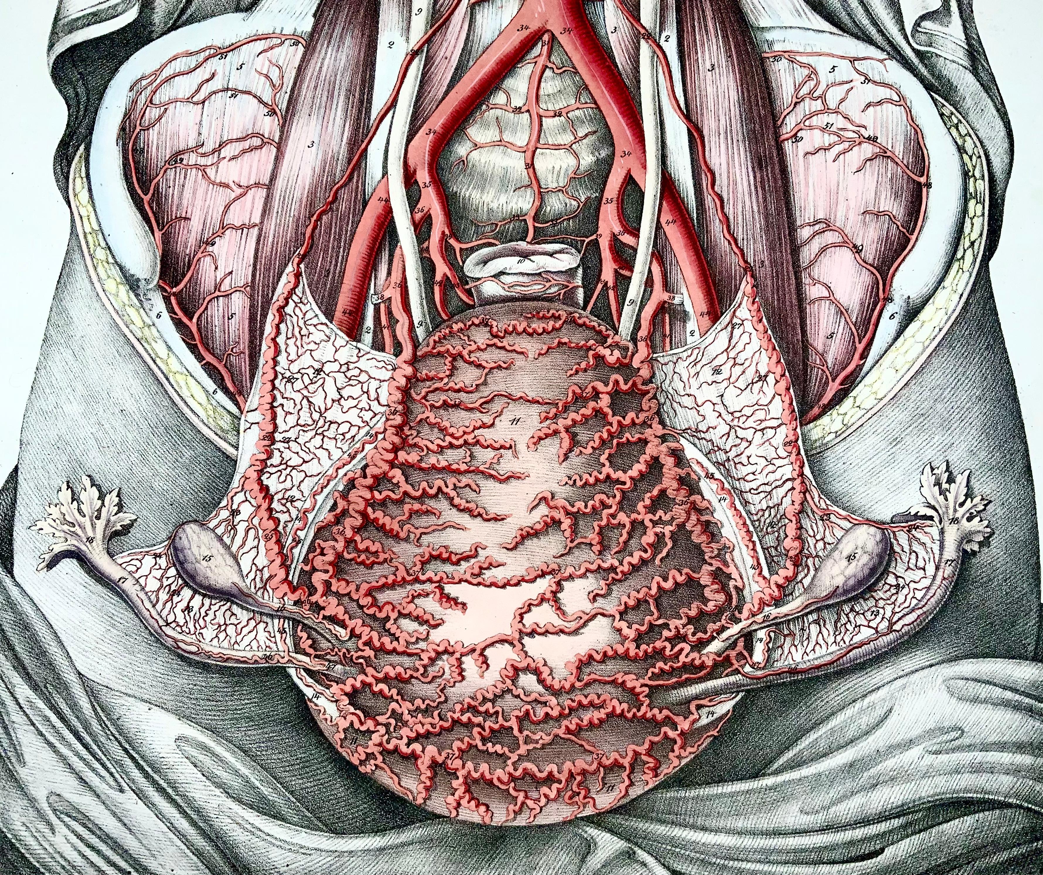 chest organ diagram