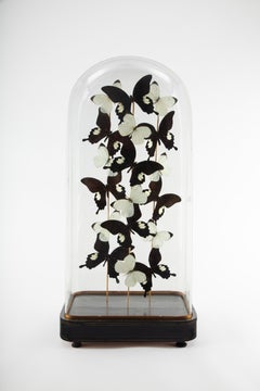 "Chiaroscuro" von Hasharat - Schmetterlingskomposition in einer Glaskuppel aus dem 19.
