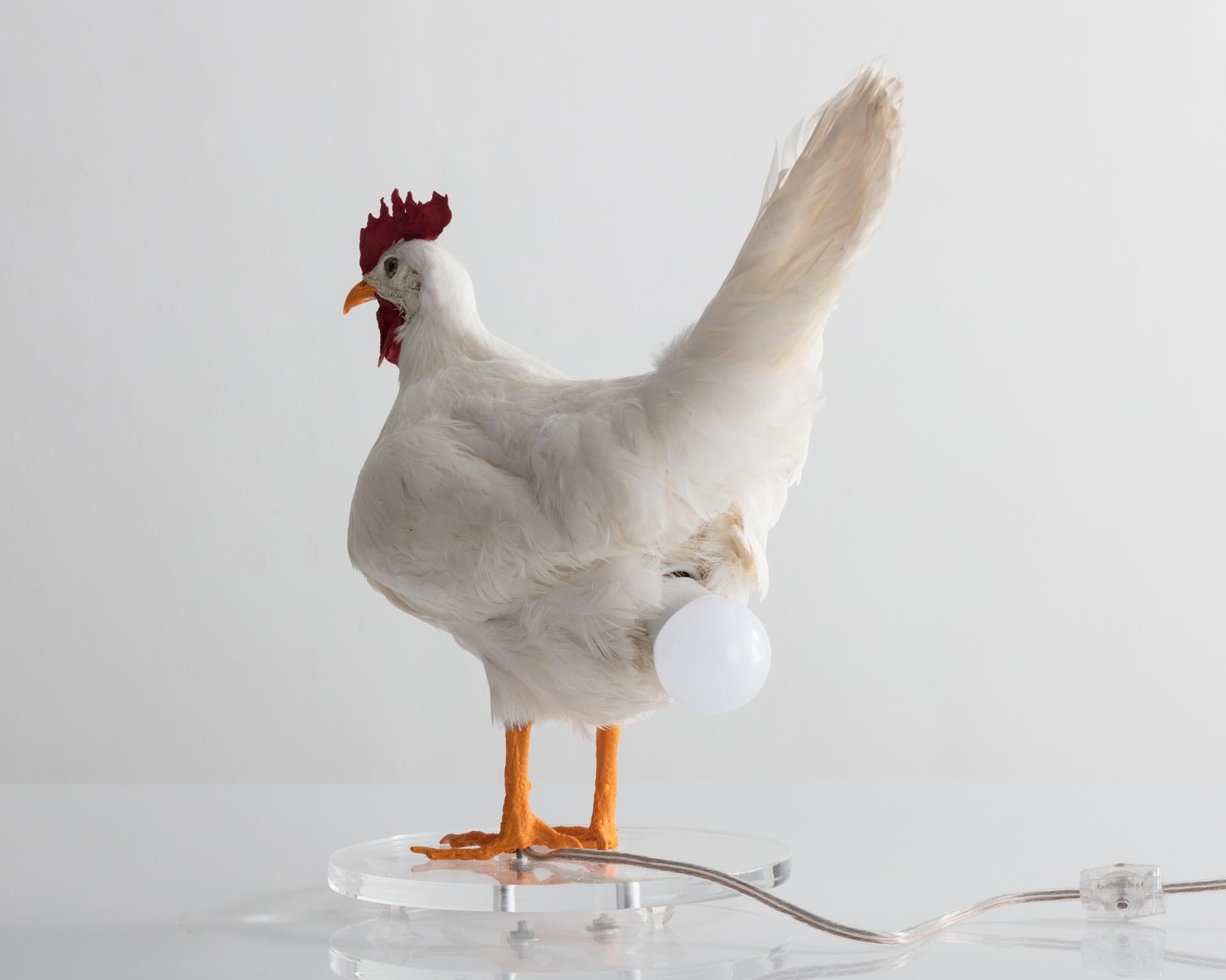 taxidermy chicken lamp