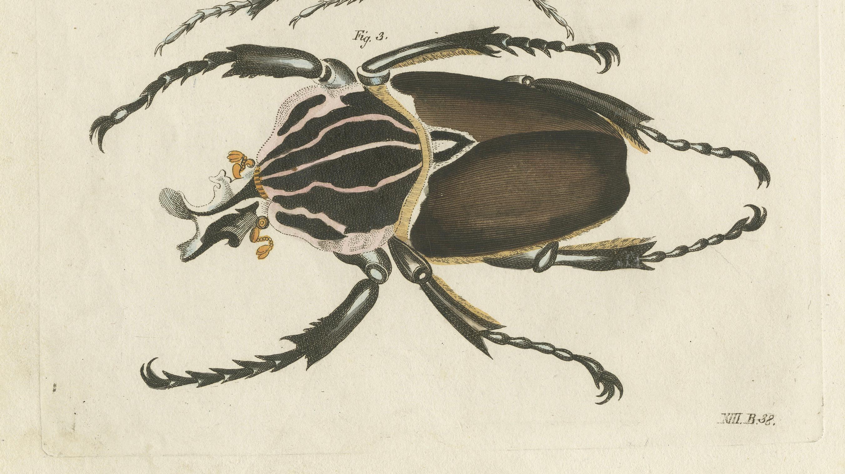 Chief Goliath und Herkules Käfer - Handkolorierte Kupferstichgravur, um 1810 (Graviert) im Angebot