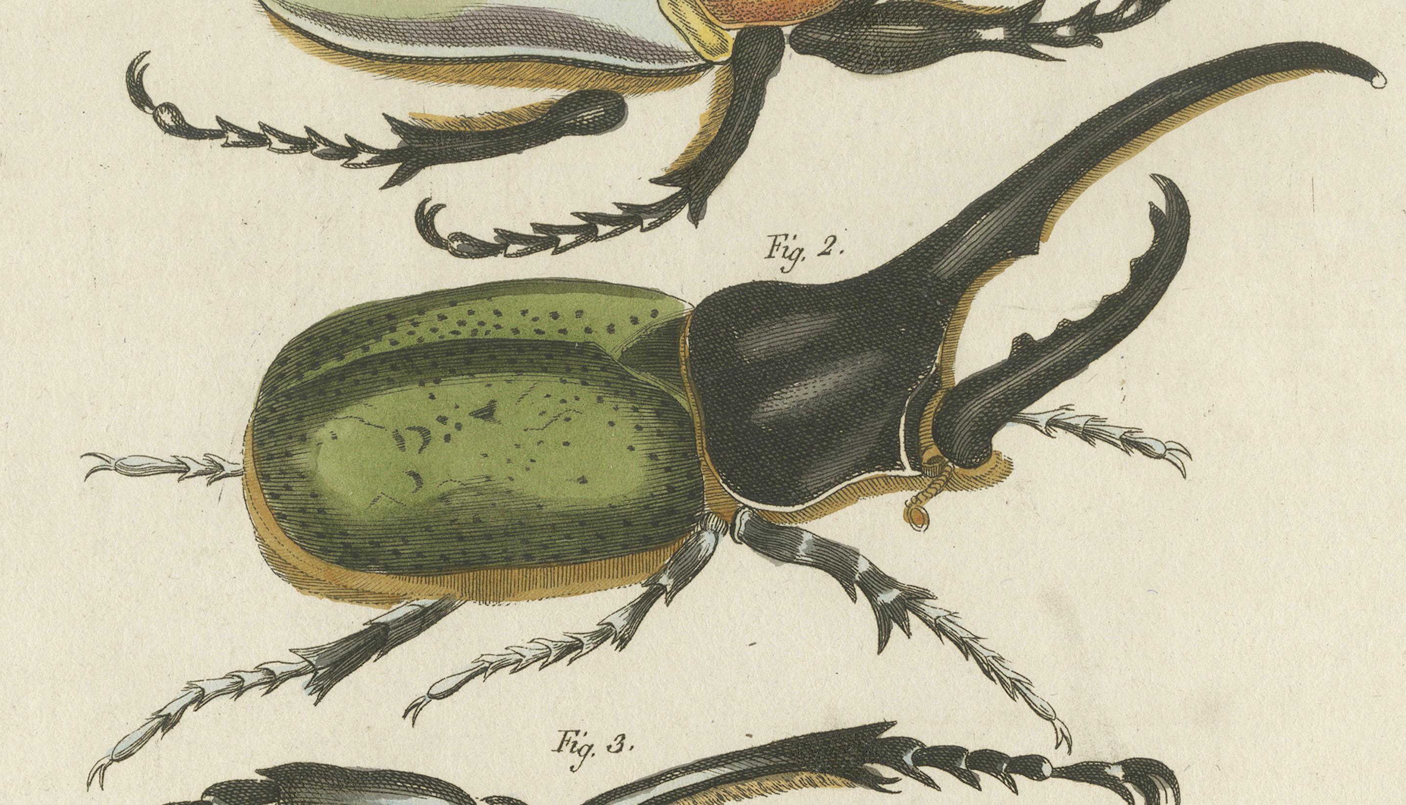 Chief Goliath und Herkules Käfer - Handkolorierte Kupferstichgravur, um 1810 im Zustand „Gut“ im Angebot in Langweer, NL