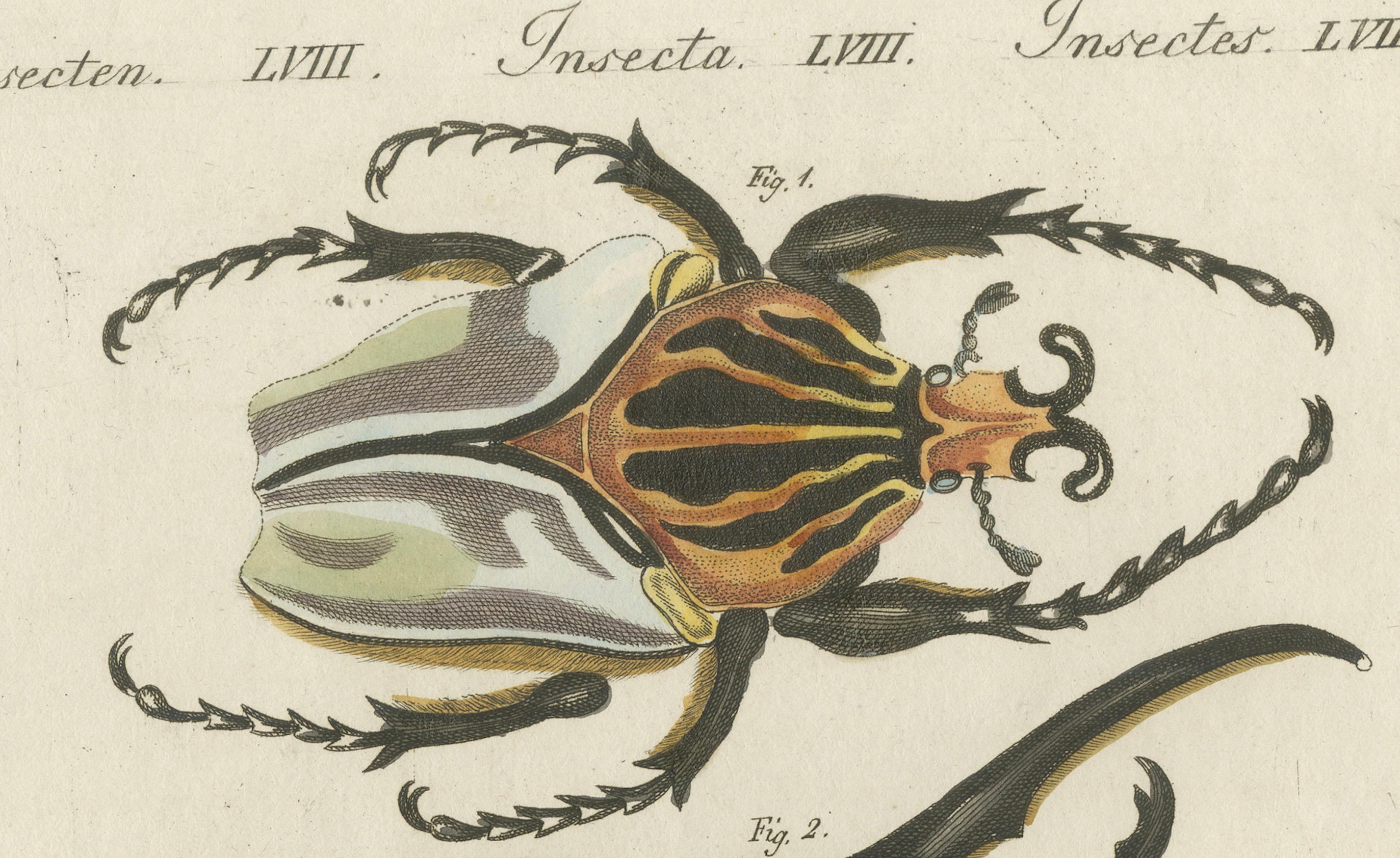 Chief Goliath und Herkules Käfer - Handkolorierte Kupferstichgravur, um 1810 (Frühes 19. Jahrhundert) im Angebot
