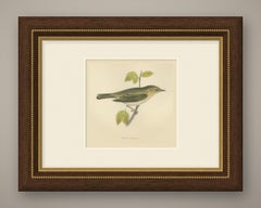 Chiff Chaff on a Leafy Branch, Hand Colored Warbler Print, Morris, 1896